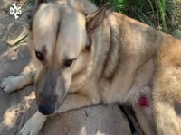 Beast Sex Movie - Big horny dog fucking a hot sexy babe in the zoo
